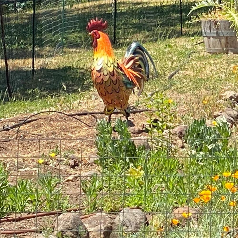 Colorful Metal Rooster Garden Sculpture – Hand-Painted Outdoor Decor 6