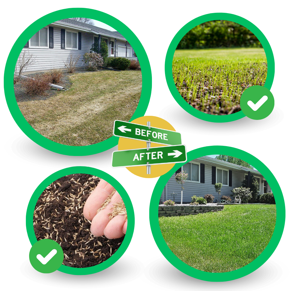 All-in-One Grass Seed Mat for Easy Lawn Repair – Eco-Friendly and Water-Activated 5